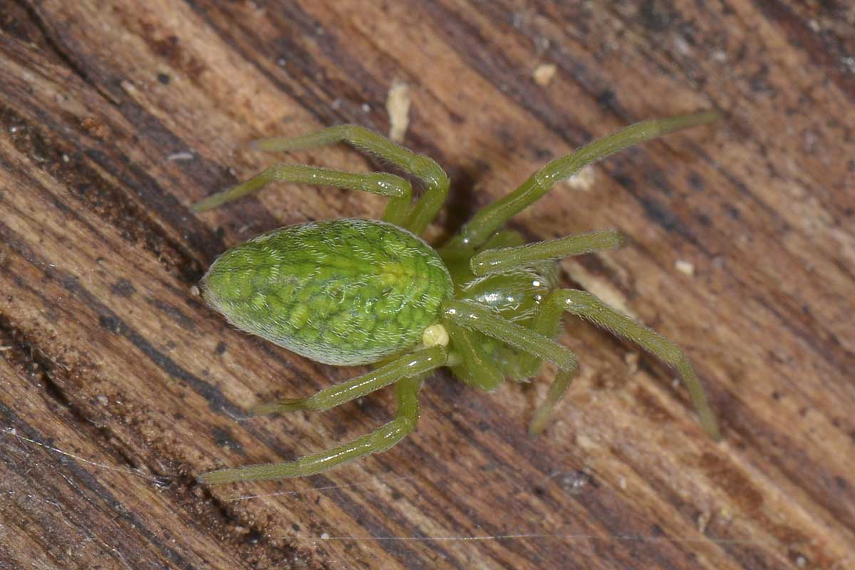 Nigma walkenaeri e Theridion sp. parassitati - Borrello (CH)